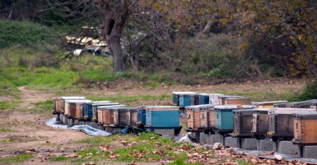 Στιγμιότυπο από το κυρίως μελισσοκομείο μας